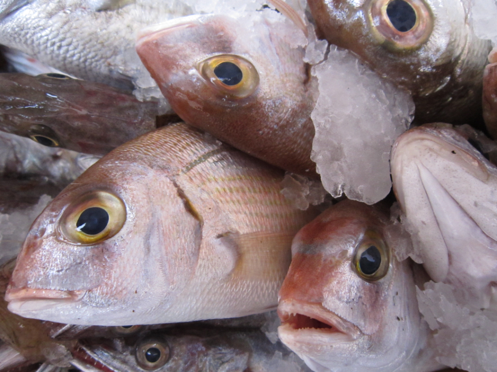 cold-storage-ikan
